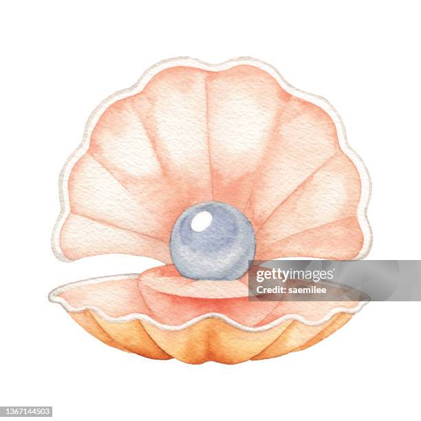 ilustrações de stock, clip art, desenhos animados e ícones de watercolor pearl in shell - concha de amêijoa