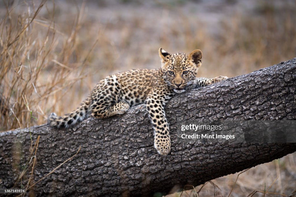 A leopard cub, panthera pardus, lying on a tree trunk, paw dangling down.
