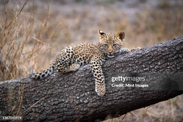 a leopard cub, panthera pardus, lying on a tree trunk, paw dangling down. - leopard cub stock pictures, royalty-free photos & images