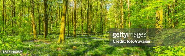 idilliaco verde foresta natura selvaggia vibrante fogliame primaverile bluebell boschi panorama - bluebell wood foto e immagini stock