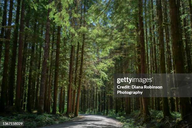 view of forest along a road in olympic national park, olympic peninsula, washington state - olympic national park stockfoto's en -beelden