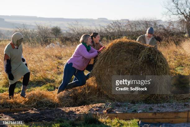 rolling the hay bale - bal odlad bildbanksfoton och bilder