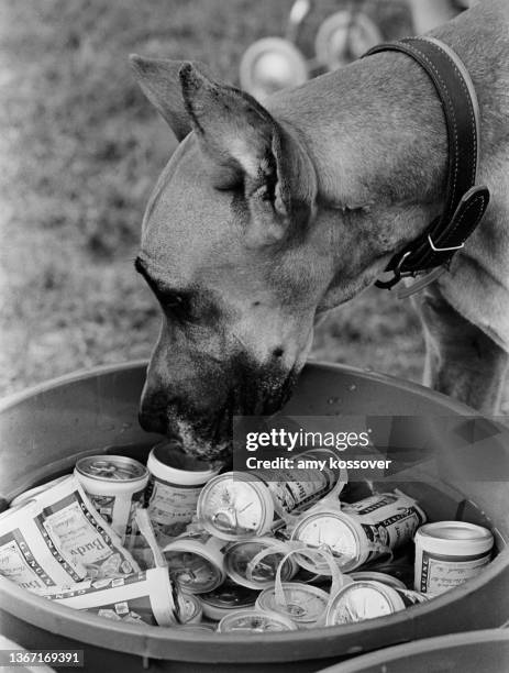 Dog sniffs the bucket of Budweiser beer at the Allman Brothers Farm. Circa 1974 (