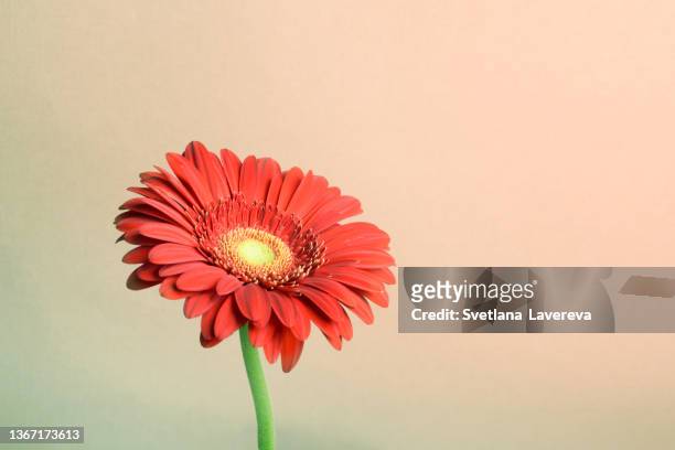 beautiful red gerbera flower on the beige background. close up view. - gerbera daisy fotografías e imágenes de stock