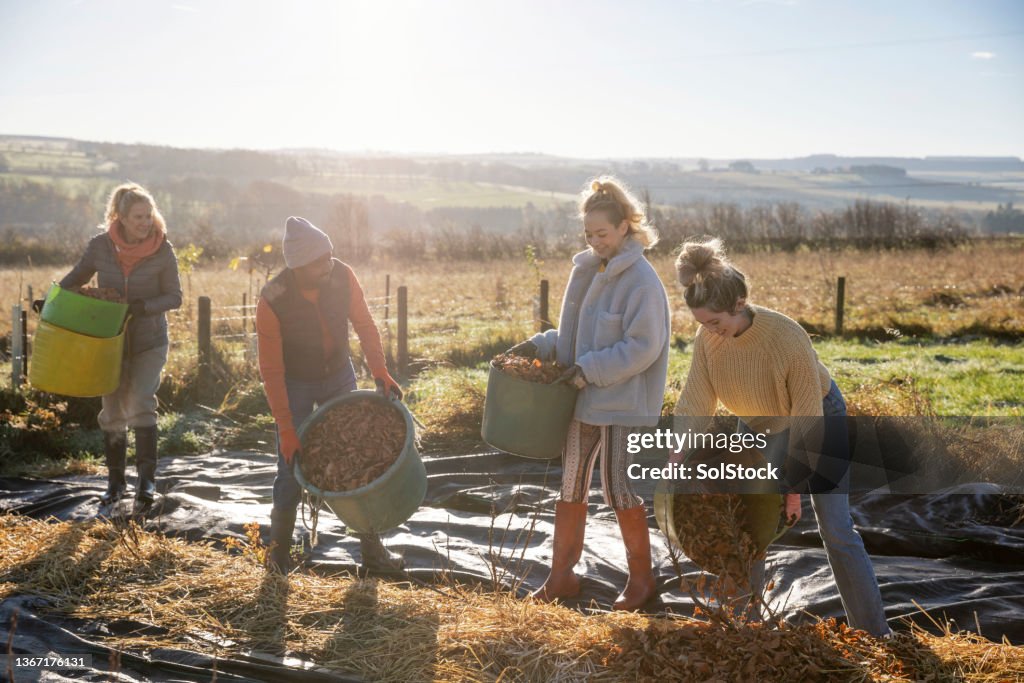 Geschredderte braune Blätter aus dem ökologischen Landbau