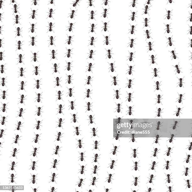 Ant Pattern Real 376 Line Of Ants Stock Photos, High-Res Pictures, and Images - Getty Images