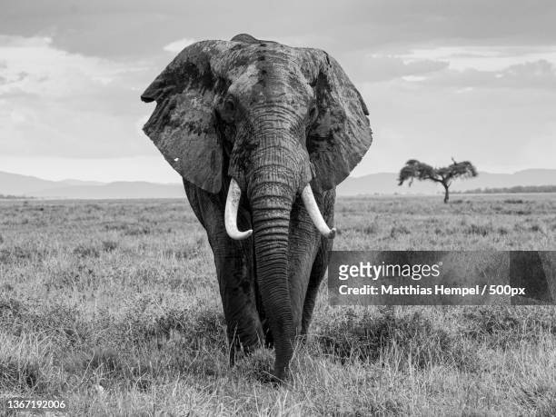 bull elephant,a lone african elephant grazing in the plains of africa - tiere schwarz weiss stock-fotos und bilder