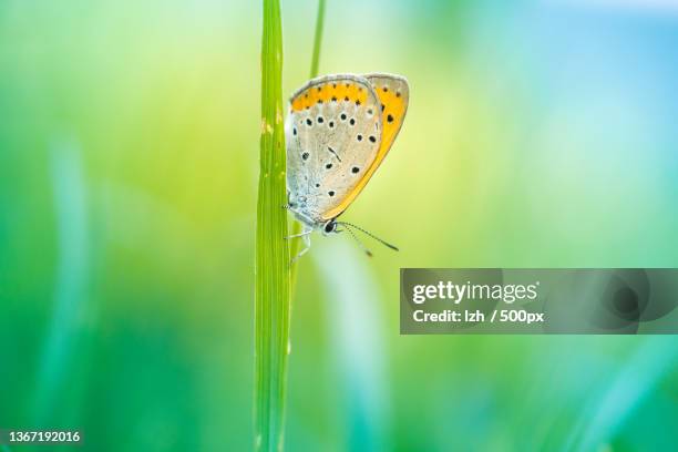 butterfly,close-up of butterfly on plant - butterfly effect stock-fotos und bilder