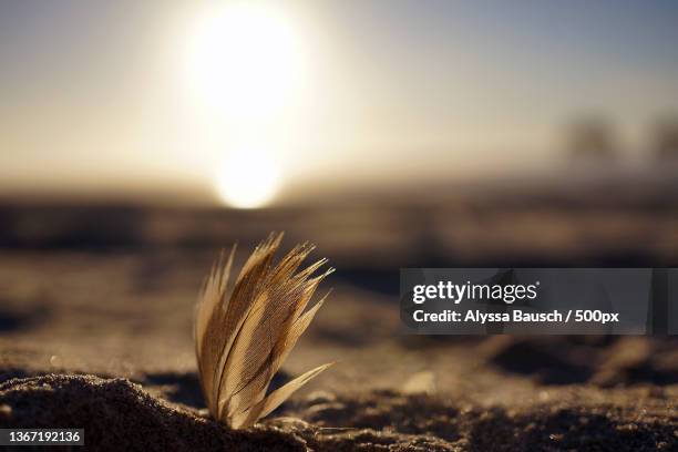 Feather On The Beach Rockaway Beach Oregon Closeup Of Plant On Field Against Sky During Sunset, Stockfoto