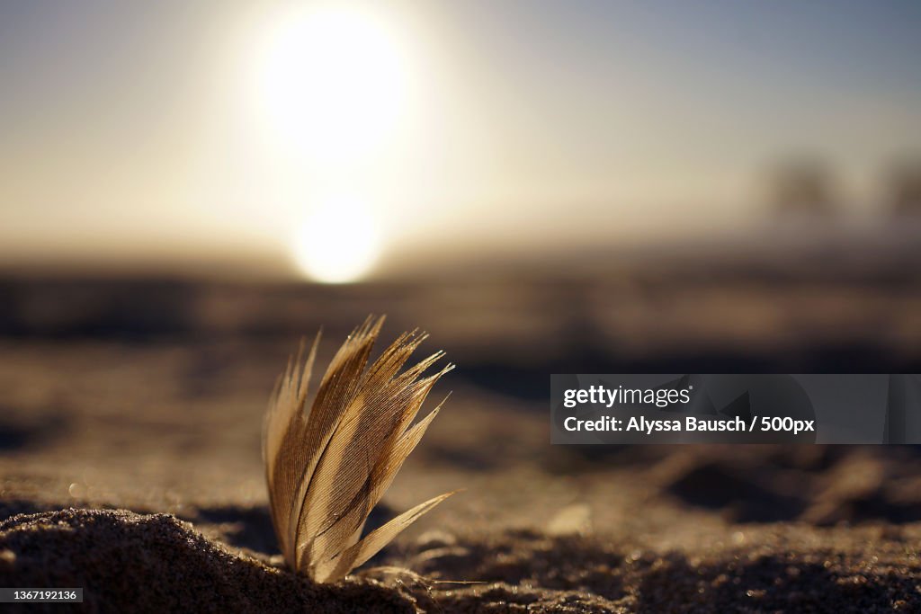 Feather on the Beach,Rockaway Beach,Oregon,Close-up of plant on field against sky during sunset
