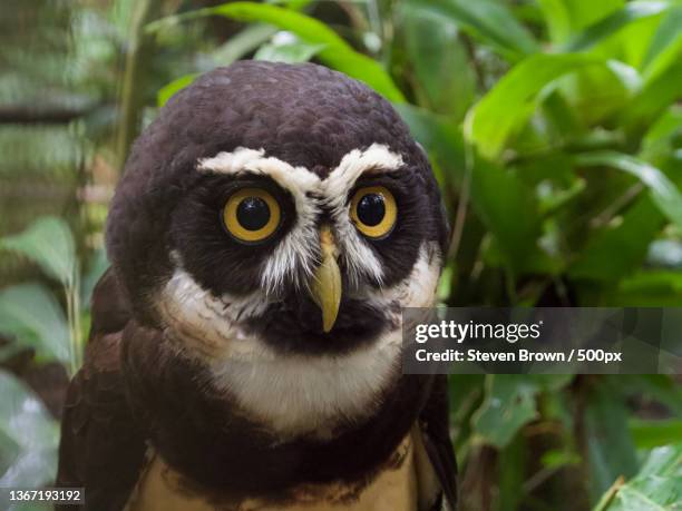 spectacled owl,close-up portrait of spectacled great horned owl,la democracia,belize - gufo dagli occhiali foto e immagini stock