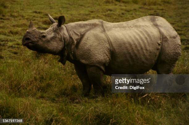 animal-rhinoceros - great indian rhinoceros stockfoto's en -beelden