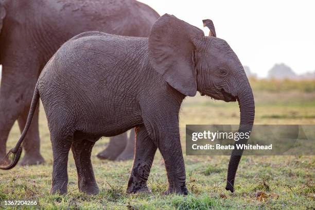 boat safari tour, chobe river, botswana - chobe national park stock pictures, royalty-free photos & images