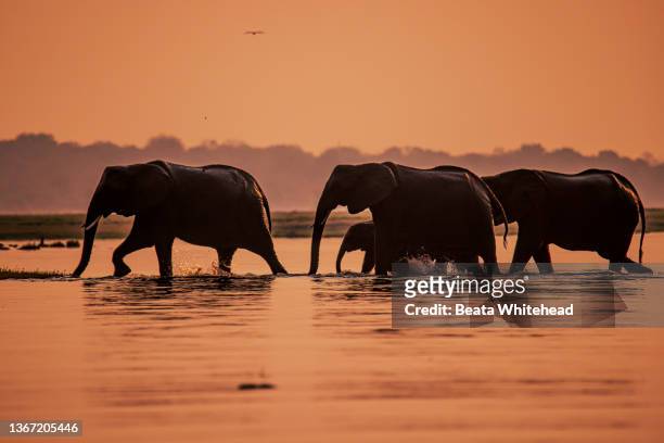 boat safari tour, chobe river, botswana - african elephant bildbanksfoton och bilder