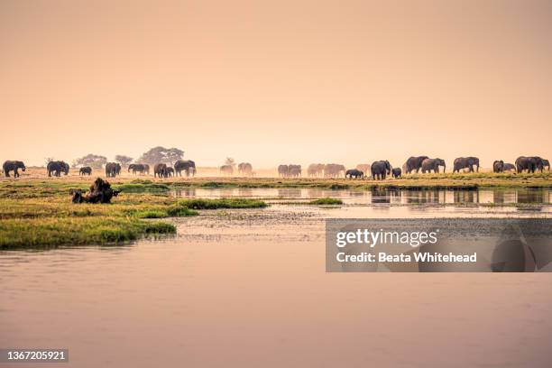 boat safari tour, chobe river, botswana - chobe national park stock pictures, royalty-free photos & images