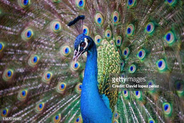 portrait of an indian peacock with its tail unfurled - glamour shot stock pictures, royalty-free photos & images