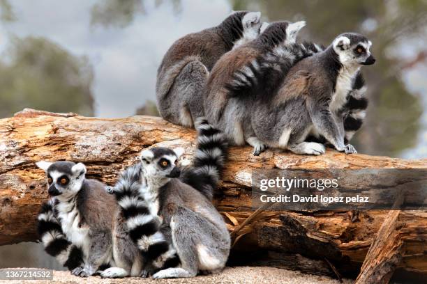 family of lemurs on a trunk - 絶滅危惧種 ストックフォトと画像