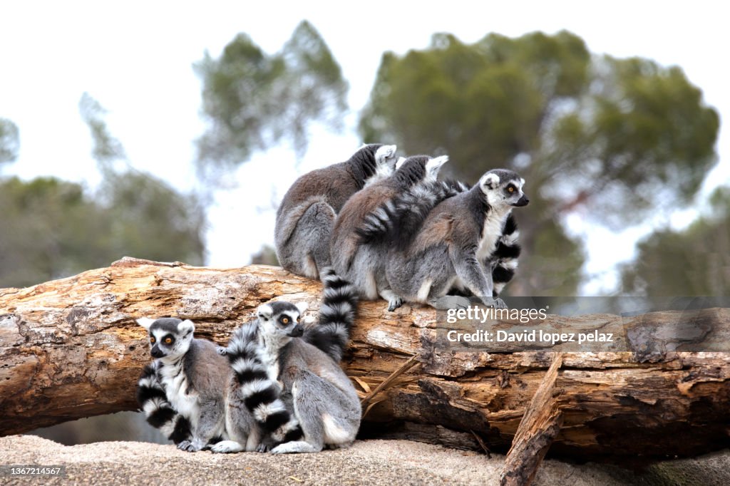 Group of Madagascar lemurs