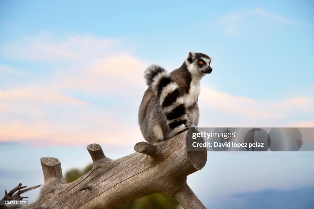 Madagascar lemur on top of a tree trunk