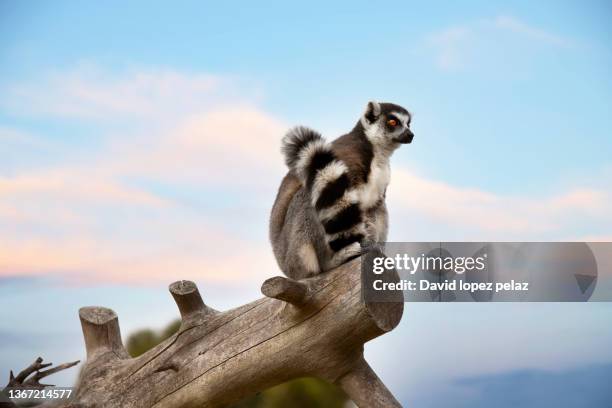 madagascar lemur on top of a tree trunk - lemur stock pictures, royalty-free photos & images