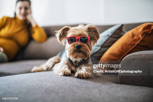 portrait of terrier dog wearing sunglasses. - yorkshire terrier playing stock pictures, royalty-free photos & images