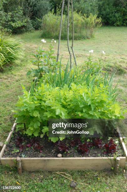 raised bed - bean sprouting stock pictures, royalty-free photos & images