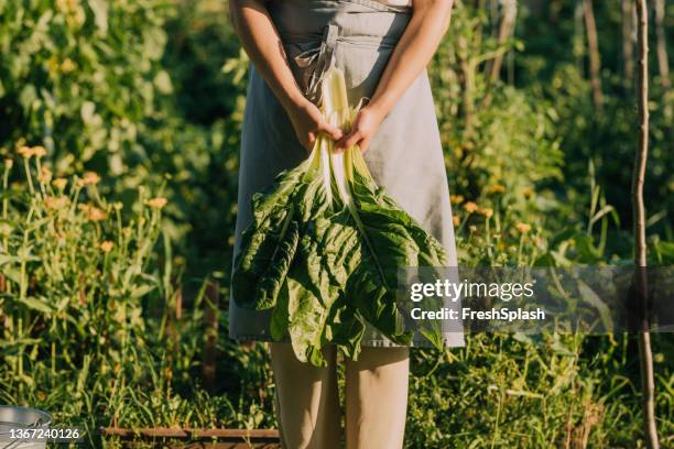 an anonymous caucasian woman holding chard that she grows in her garden - chard stock pictures, royalty-free photos & images