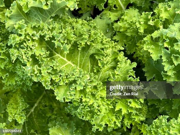 lush green leaves of curly-leaf kale - kale stock pictures, royalty-free photos & images