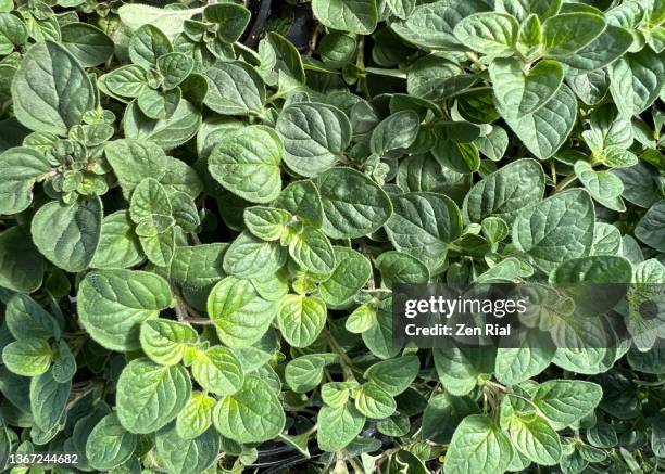 greek oregano potted plants viewed directly above - oregano stock-fotos und bilder