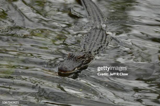 wild alligator in the water - swamp monster stock pictures, royalty-free photos & images