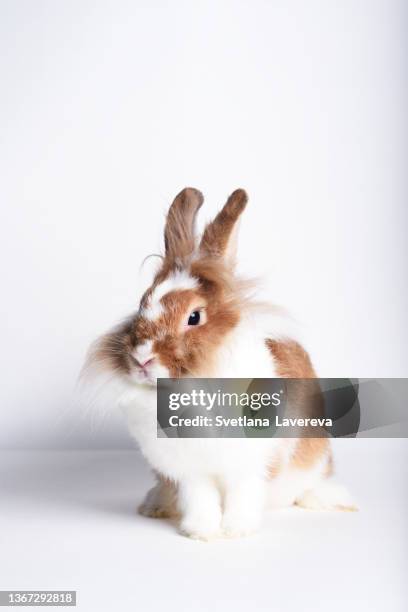 adorable little red rabbit on a white background. front view. - lapereau photos et images de collection