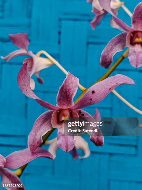 orchid flower - orchid dendrobium single stem foto e immagini stock