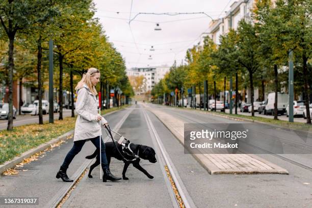 blind woman crossing road with dog in city - service dog foto e immagini stock