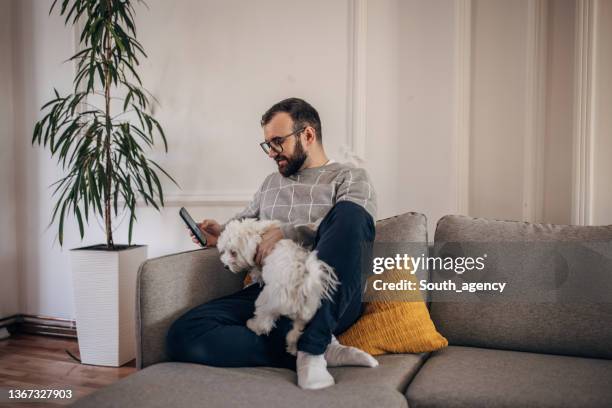 man using smart phone at home - little dog owner stock pictures, royalty-free photos & images