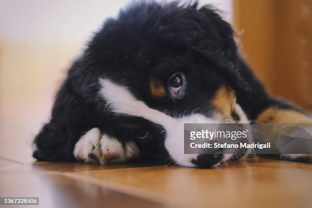 bernese mountain dog puppy - bernese mountain dog stock-fotos und bilder