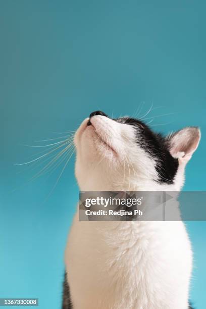 black and white tuxedo domestic cat looks curious on a turquoise blue background. - korthaarkat stockfoto's en -beelden