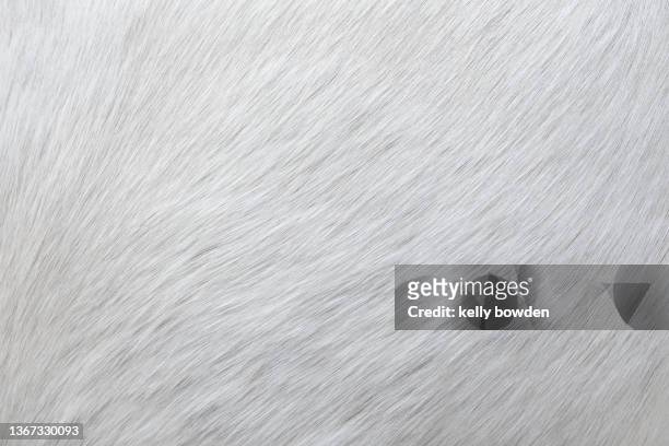 white horse hair fur skin close up - fur hat stock-fotos und bilder