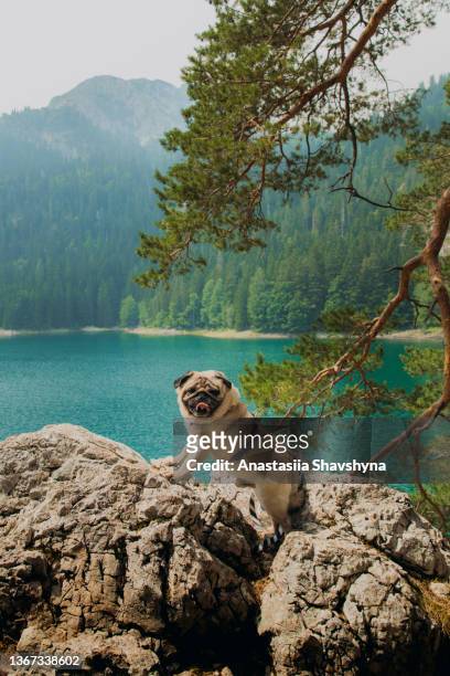 pequeno explorador desfrutando dia de verão perfeito perto do lago - cute pug - fotografias e filmes do acervo