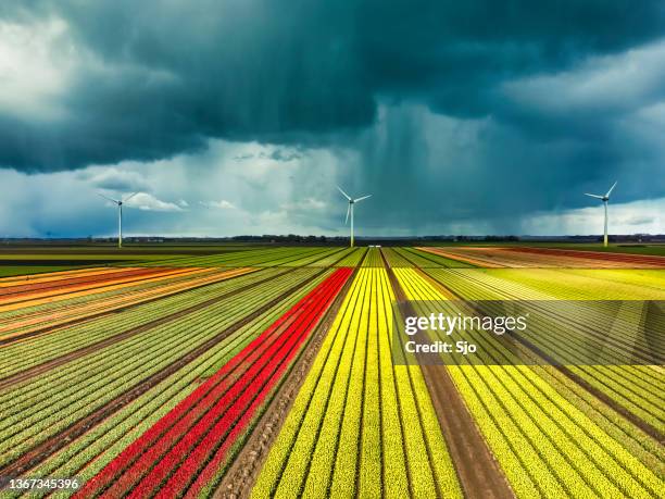 tulipanes floreciendo en un campo con un cielo de tormenta oscuro sobre - fenómeno natural fotografías e imágenes de stock