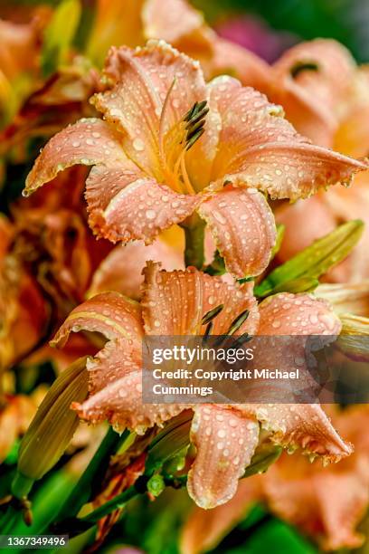 peach daylilies with raindrops - day lily stock pictures, royalty-free photos & images