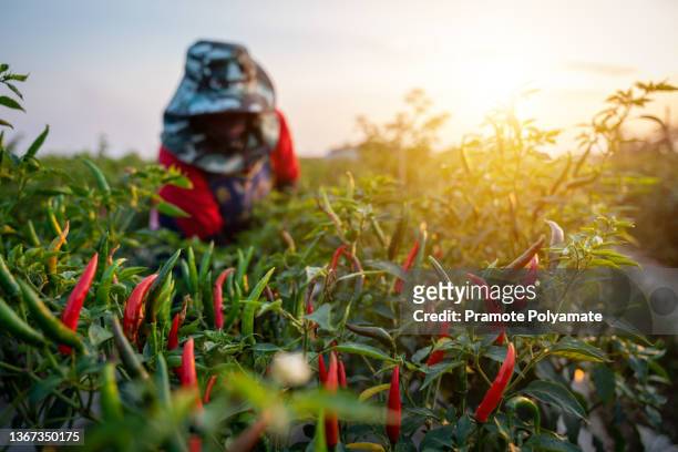 agriculture, selective focus of chili, farmer woman picking chili on the field. - chili farm stock pictures, royalty-free photos & images