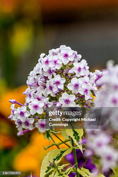 pink and purple garden phlox - phlox stock-fotos und bilder