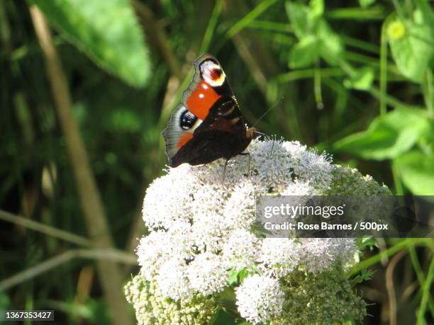 close-up of butterfly on flower - paon de jour photos et images de collection