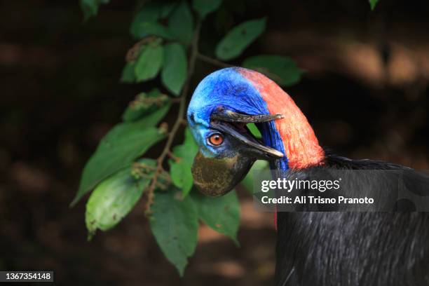 southern cassowary - cassowary stock-fotos und bilder