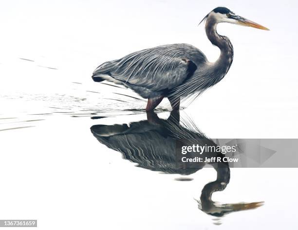 mirror reflection in the pond - great blue heron stock pictures, royalty-free photos & images