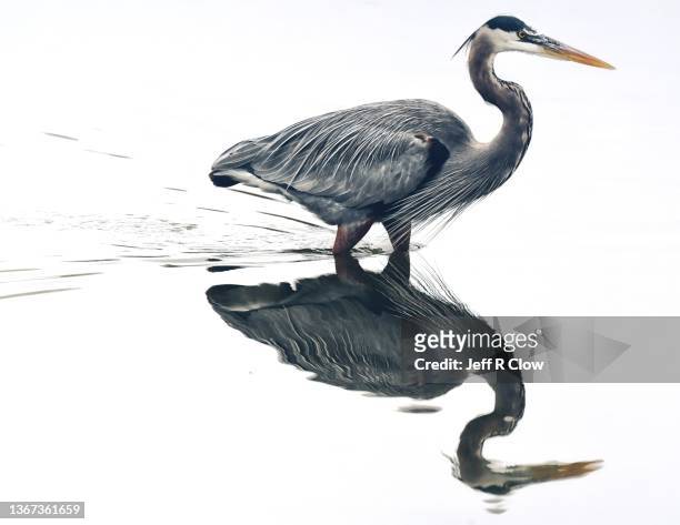 mirror reflection in the pond - water bird bildbanksfoton och bilder