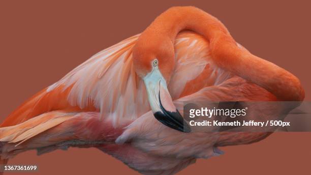 close-up of american greater flamingo against brown background - greater flamingo stock-fotos und bilder