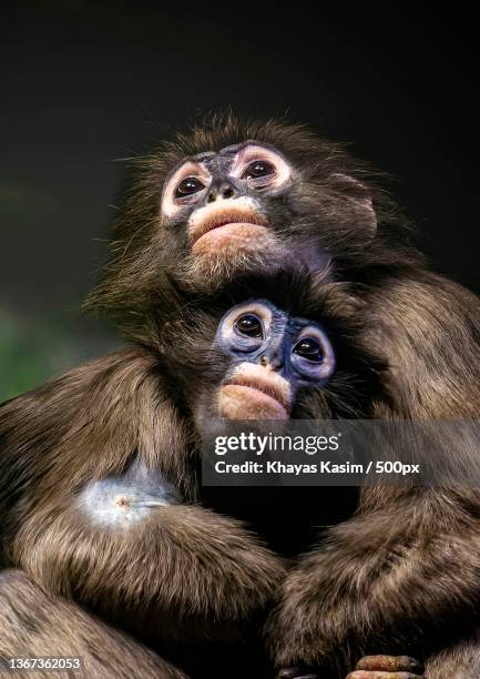 close-up of monkeys against black background - affe stock-fotos und bilder