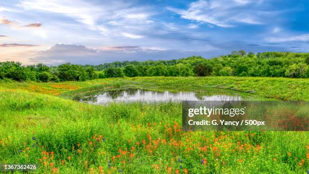 jacobs pond and the wildflowers,scenic view of flowering plants on field against sky,texas,united states,usa - texas 500 stockfoto's en -beelden