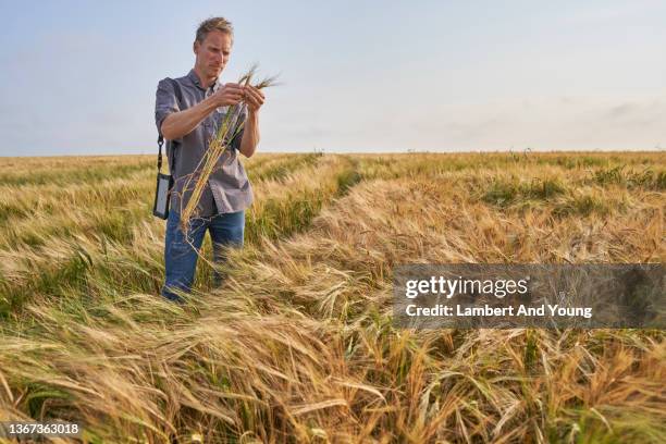 farmer closely inspecting his wheat crop using a tablet - looking closely stock pictures, royalty-free photos & images